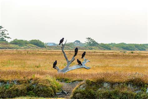 Eel River Estuary Preserve » The Wildlands Conservancy