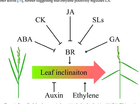 Crosstalk of phytohormones in determining leaf angle. Abscisic acid... | Download Scientific Diagram