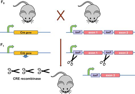 Conditional gene knockouts in mice using the Cre recombinase-loxP ...