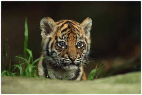 Most Cute Sumatran Tiger Cub Pictures | Animals Name A To Z