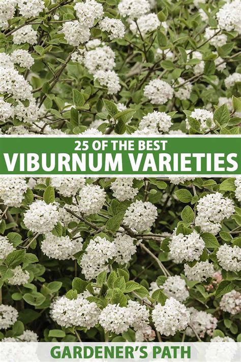 25 of the Best Viburnum Varieties | Gardener’s Path