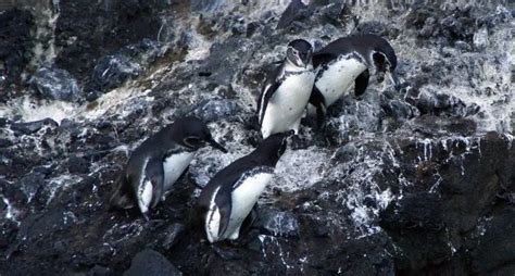 Galapagos Penguin | The Animal Facts | Appearance, Diet, Habitat, Range