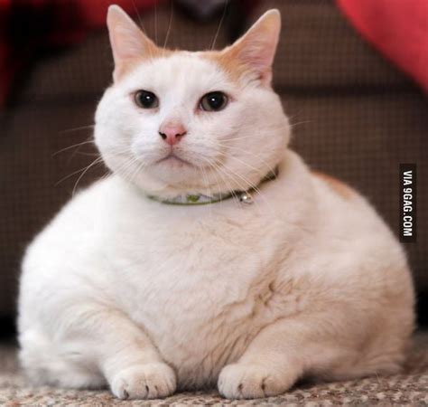 Super Fat Cat - 9GAG