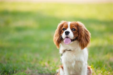 Over 65? These Are the 6 Most Low-Maintenance Dog Breeds — Best Life