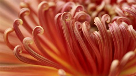 The chrysanthemum culture in Japan: beautiful, auspicious and royal - CGTN
