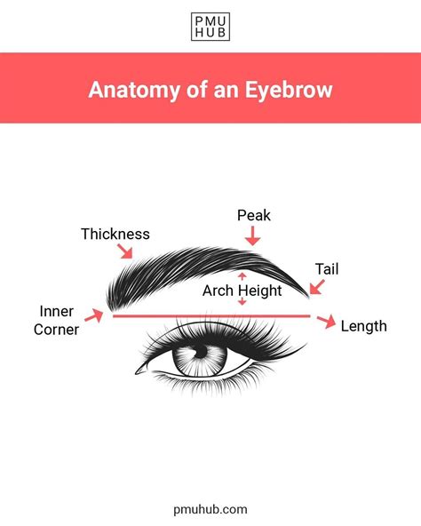 Perfect Eyebrow Arch Diagram