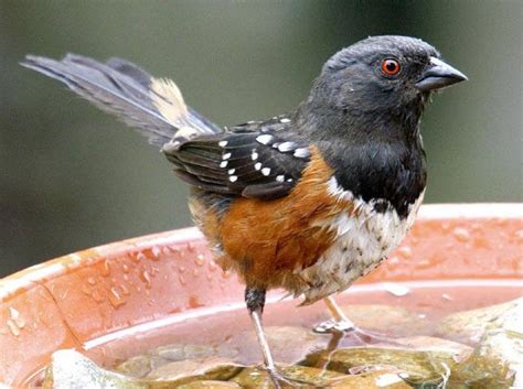 SPOTTED TOWHEE - The Texas Breeding Bird Atlas