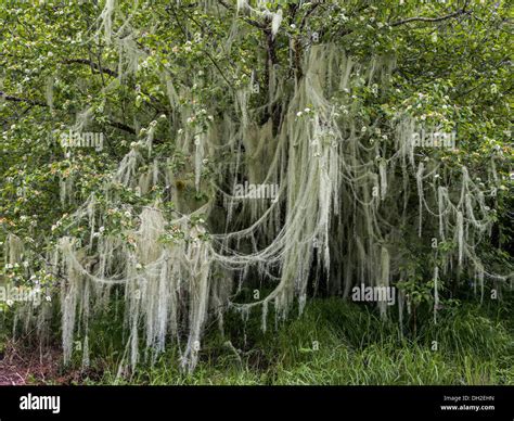 Old apple tree in bloom covered in Old Man's Beard lichen, Mussel Creek estuary, Mussel Inlet ...