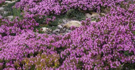 How to Grow Creeping Thyme (Thymus praecox) | Gardener’s Path