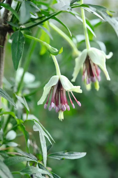 Winter Flowering Clematis Plants - Garden Plant