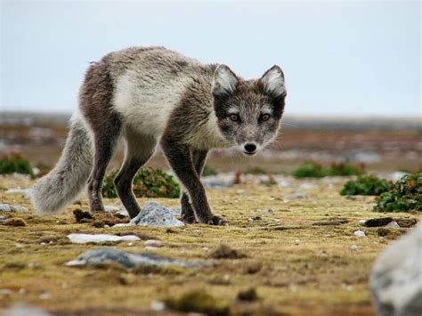 Arctic Fox Summer Coat | Arctic fox, Fox, Cite animals