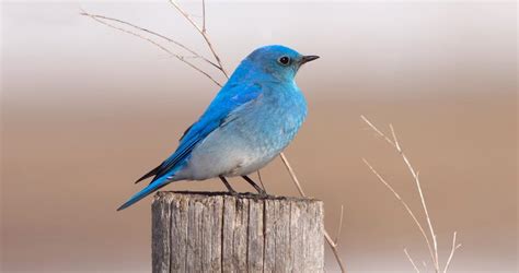 Mountain Bluebird Identification, All About Birds, Cornell Lab of Ornithology