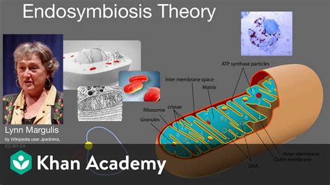 LYNN MARGULIS ENDOSYMBIOSIS PDF