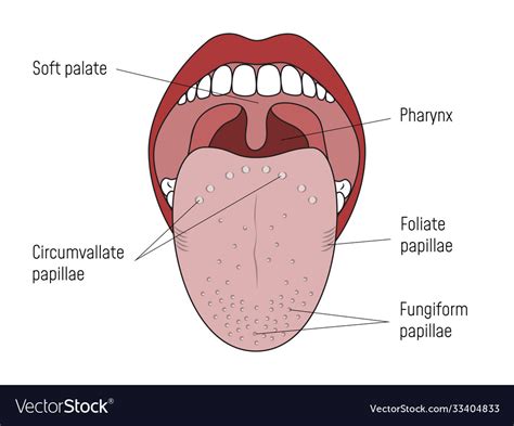 Lingual gustatory papillae and taste buds human Vector Image