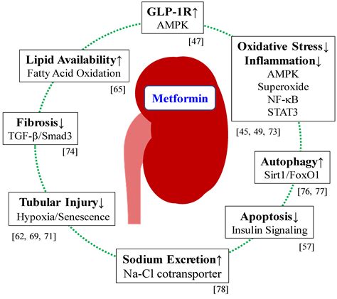 IJMS | Free Full-Text | Significance of Metformin Use in Diabetic Kidney Disease