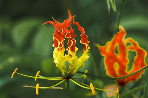 Flame Lily Flower Plant Gloriosa - Free photo on Pixabay