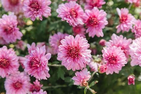 Hardy Chrysanthemums (Garden Mums): Plant Care & Growing Guide