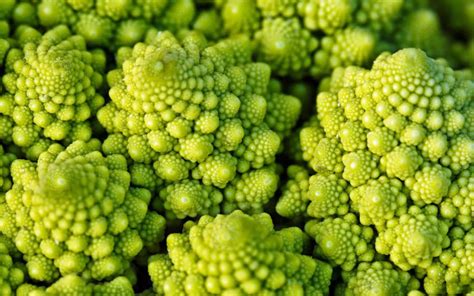 Romanesco Broccoli - 4 Seasons Vegie Farm