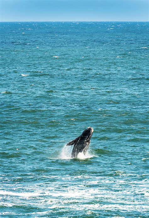 Southern Right Whale Breaching Photograph by THP Creative - Fine Art ...