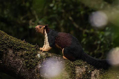 How preserving forests could save the Indian giant squirrel