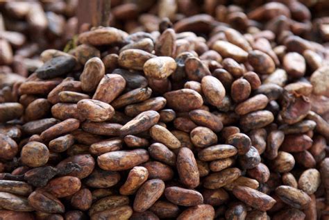 Raw Cocoa Beans Fino Aroma from Ecuador, 450g - $29.95 USD - GlobeBids