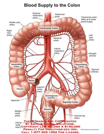 (13096_01X) Blood Supply to the Colon – Anatomy Exhibits