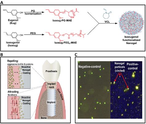 Synthesis of isoeugenol-functionalized nanogels from isoeugenolmodified... | Download Scientific ...