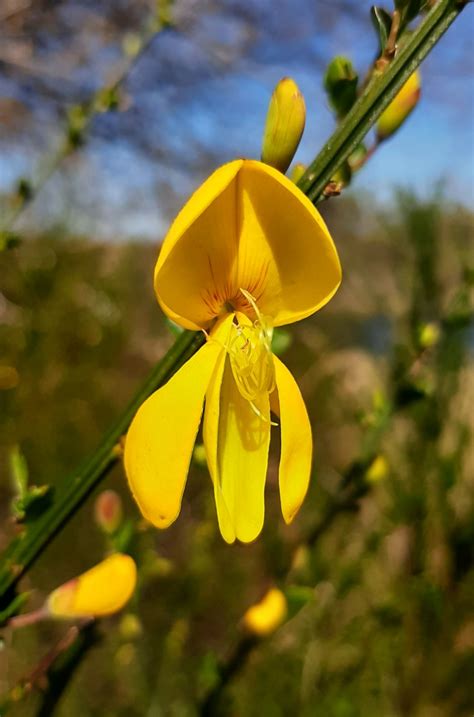 Cytisus scoparius - Trees and Shrubs Online