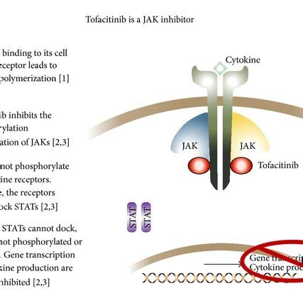 natural jak inhibitor