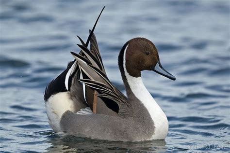 Northern Pintail male | Pet birds, Bird hunting, Duck species