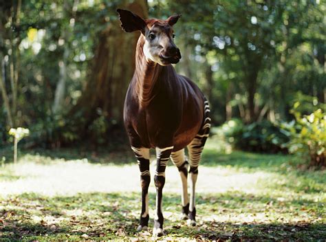 10 Extraordinary Facts About the Elusive Okapi