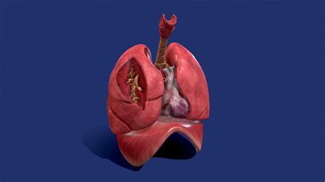 Respiratory System ANIMATION - body anatomy - Buy Royalty Free 3D model ...