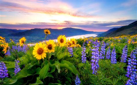 Wildflowers In Spring Wallpapers - Wallpaper Cave