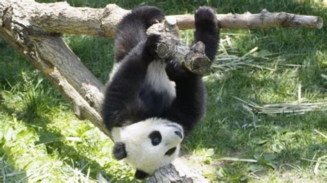 Pandas at Sichuan Giant Panda Sanctuaries (40 pics)