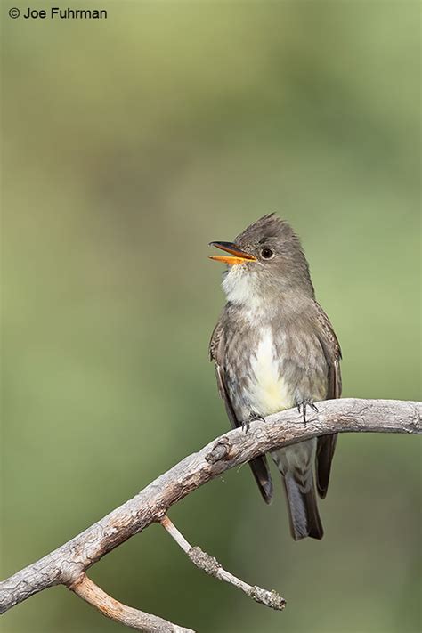 Olive-sided Flycatcher – Joe Fuhrman Photography