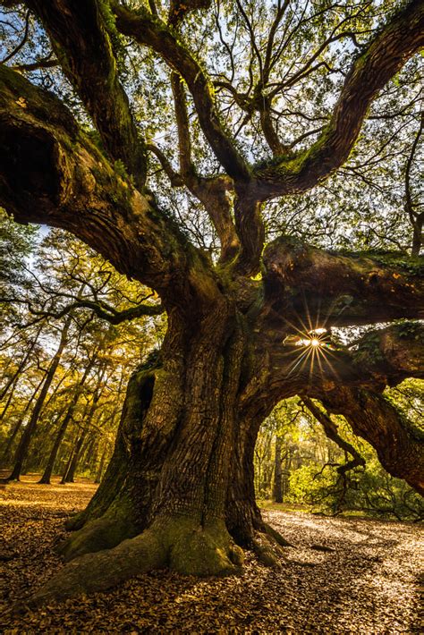 Artistic-realistic nature - 💙 Angel Oak Tree near Charleston on 500px by Serge...