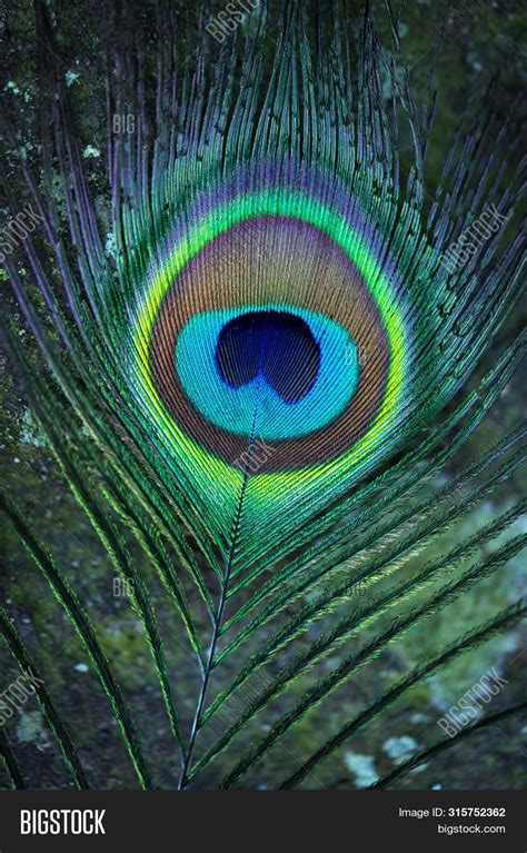 Peacock Feathers. Image & Photo (Free Trial) | Bigstock