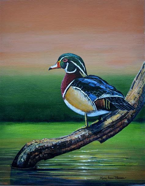 Male Wood Duck Painting by Mary ann Blosser - Fine Art America