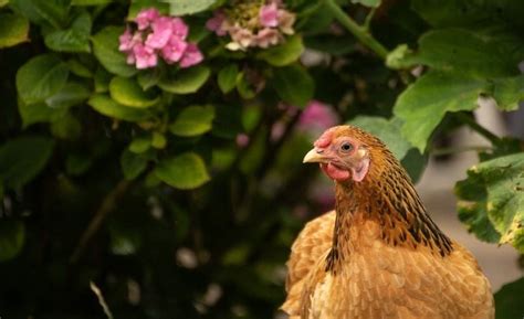 The Big List of Chicken-Safe Plants for Your Flock