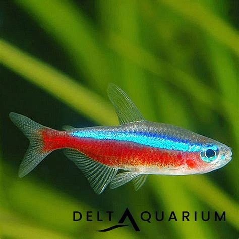 Buy Cardinal Tetra - Quality Tropical Fish, Delta Aquarium Online