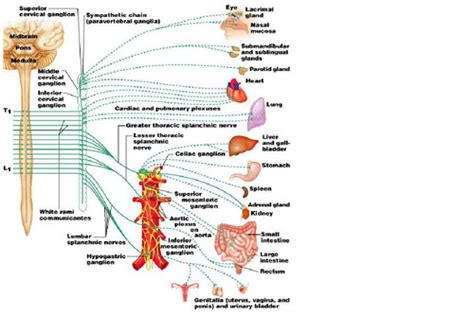 Nerve Supply to the Abdominal Cavity Flashcards | Quizlet