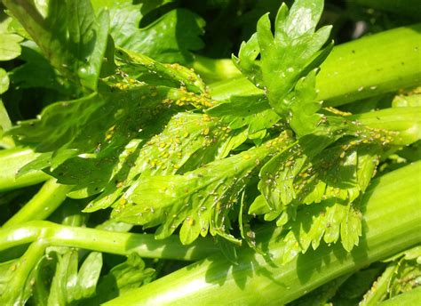 celery-aphids – ONvegetables