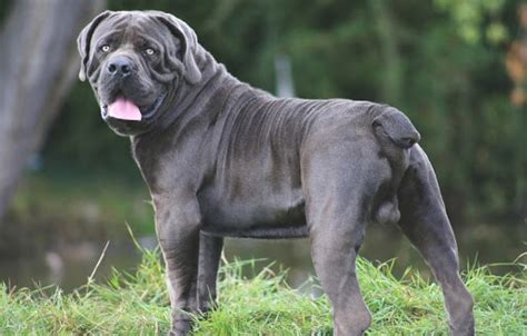 Boerboel Colors: Guide to Desirable and Disqualified Colors - Healthy ...