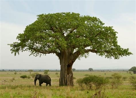 Baobab Health Benefits - The Tree of Life. Baobab has become a hot superfood, but in its native ...