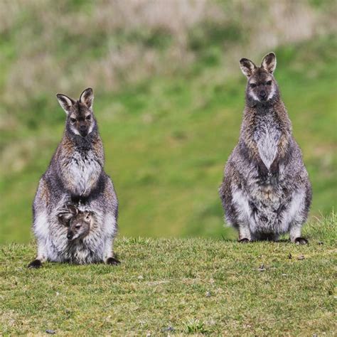 11 Adorable Island Animals to Visit | Journo Travel Journal