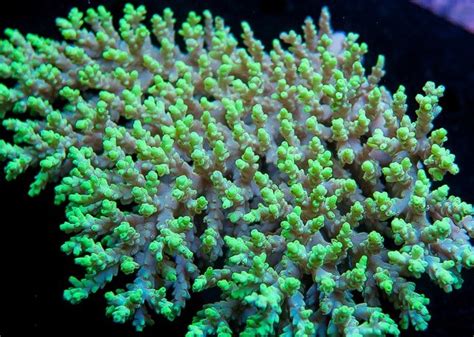 Acropora aculeus •Orphek