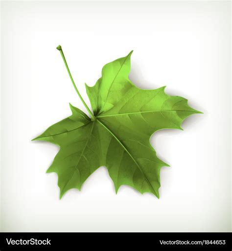 Maple leaf green Royalty Free Vector Image - VectorStock