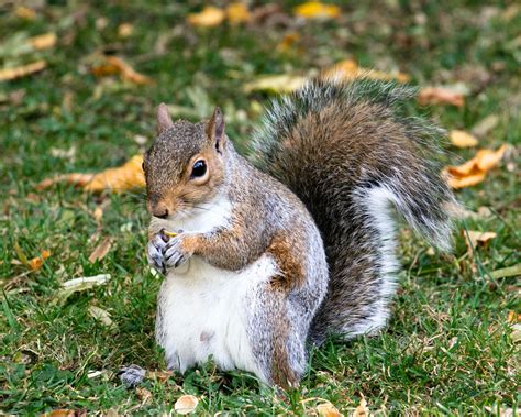 Ground Squirrel VS Tree Squirrel: It Matters | Got Gophers