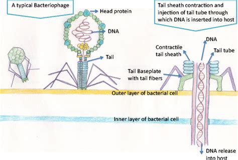 Bacteriophages and its applications: an overview | SpringerLink