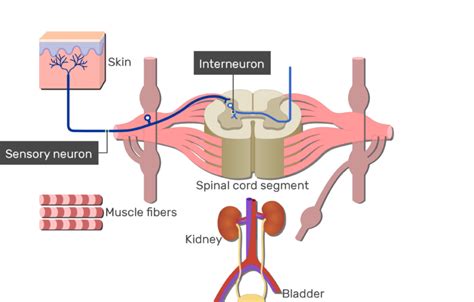 Spinal Cord Gray Matter Anatomy & Functions | GetBodySmart